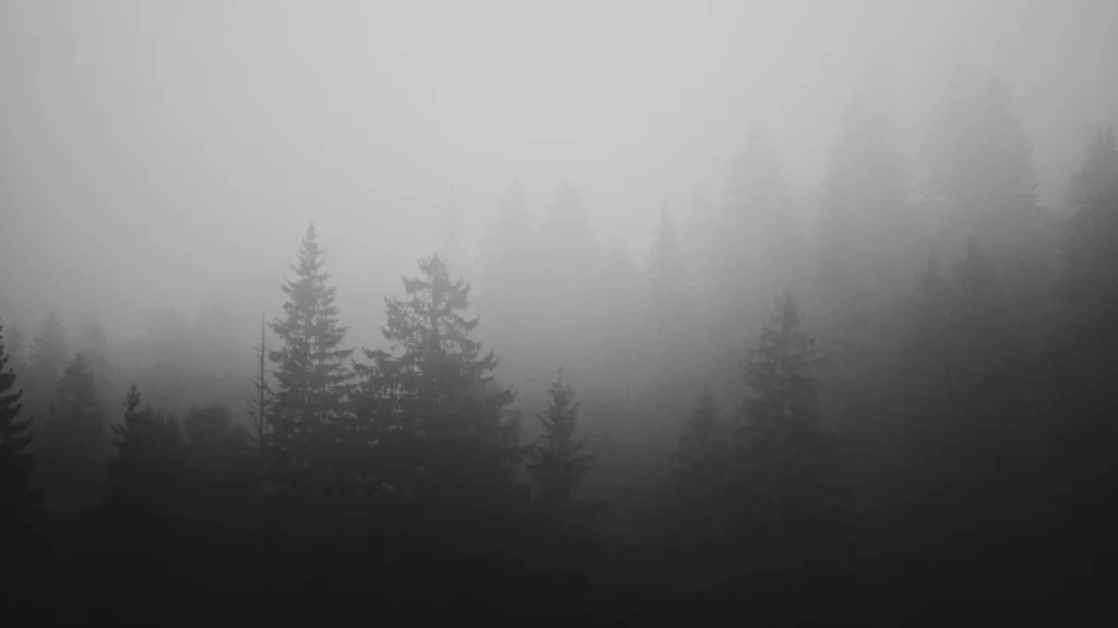 Foggy wood background image